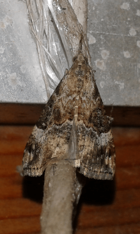 Hypena obsitalis (Erebidae)? S